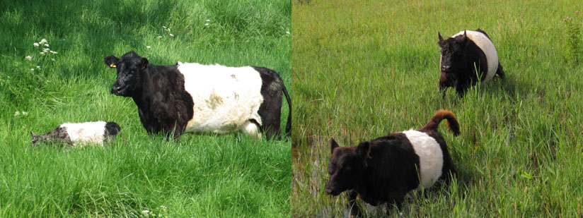 Belted Galloway